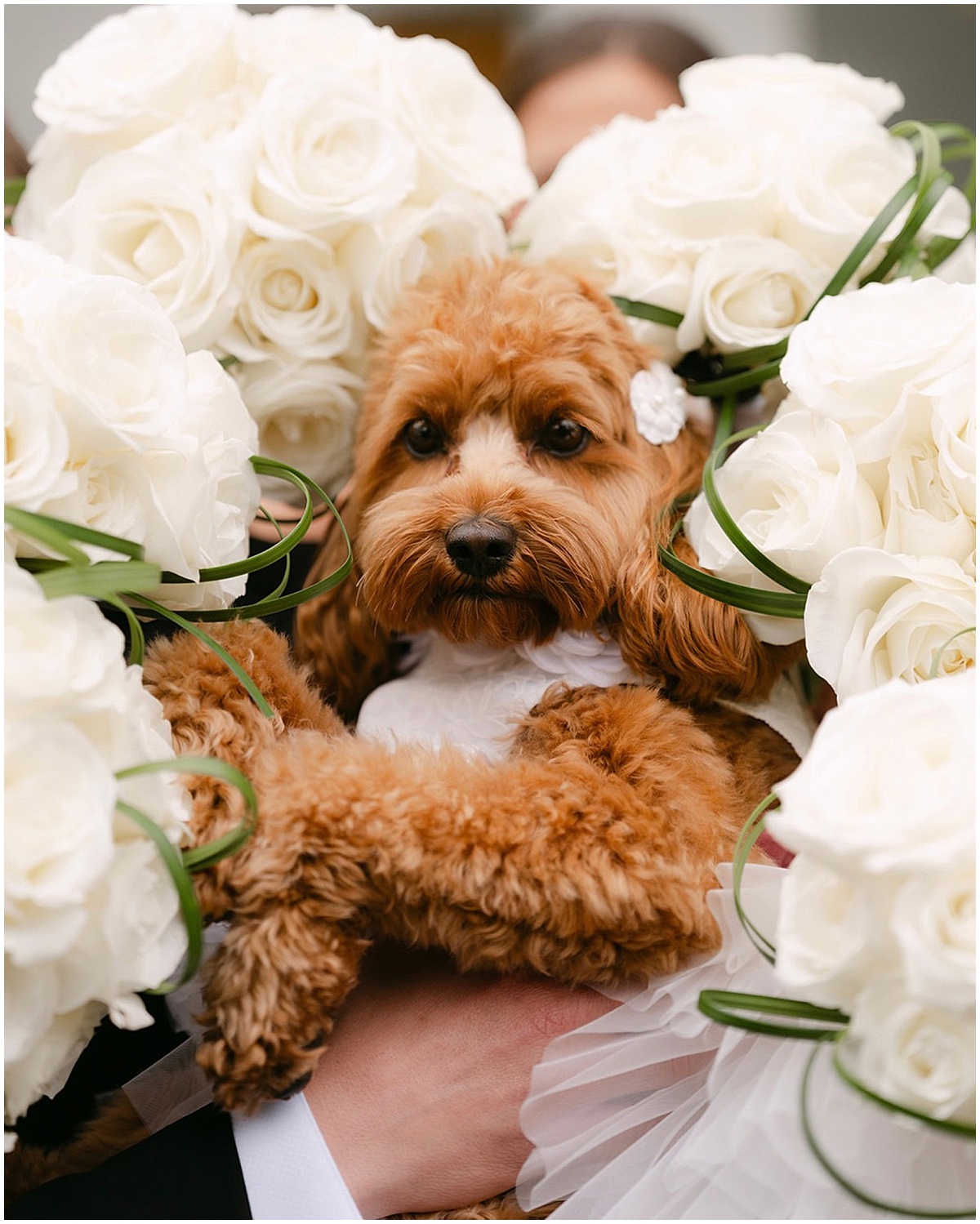 Wedding dog surrounded by white rose bouquets on a bride’s wedding day