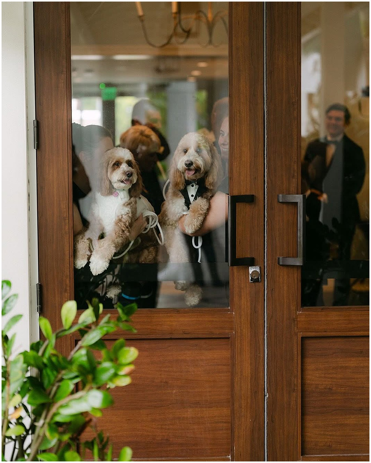 Two dogs dressed for a wedding wait behind doors before seeing the couple
