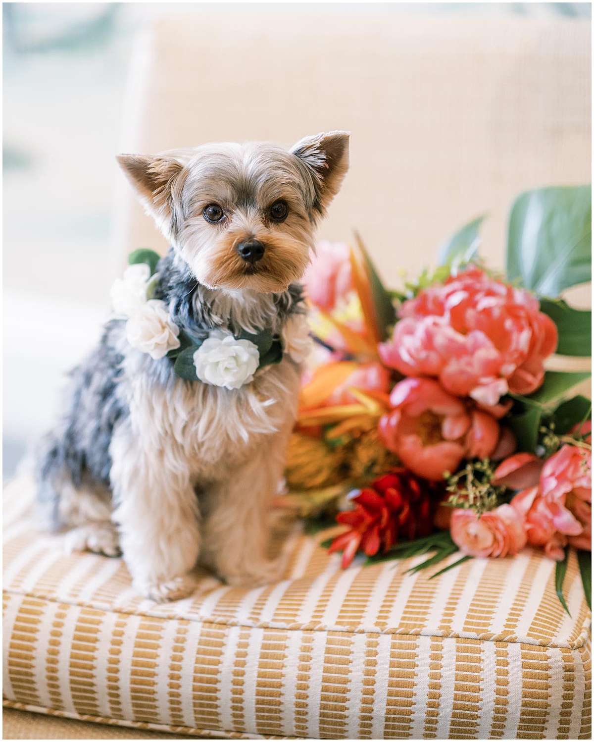 Small dog wearing a floral wedding collar poses beside a colorful bridal bouquet