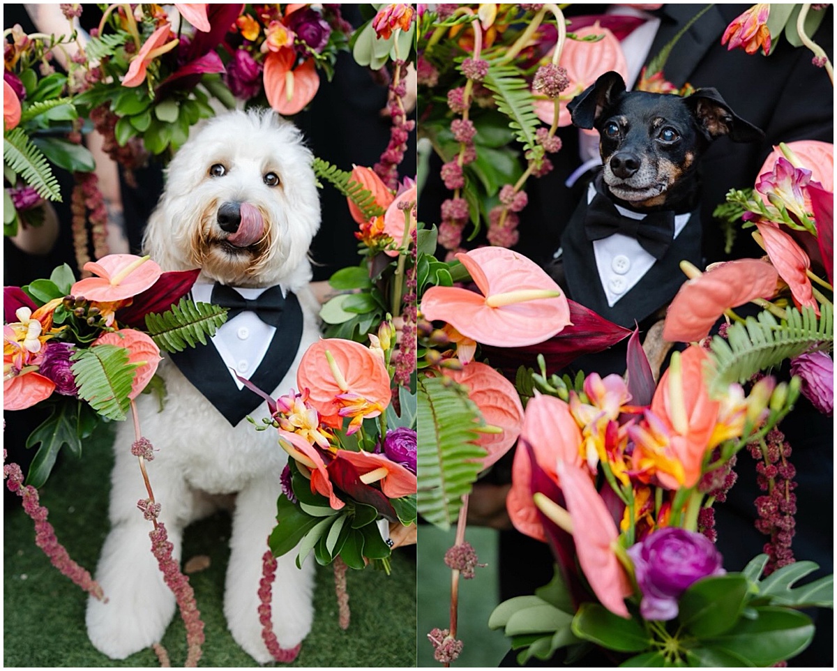 Two dogs dressed in tuxedos pose among tropical wedding flowers